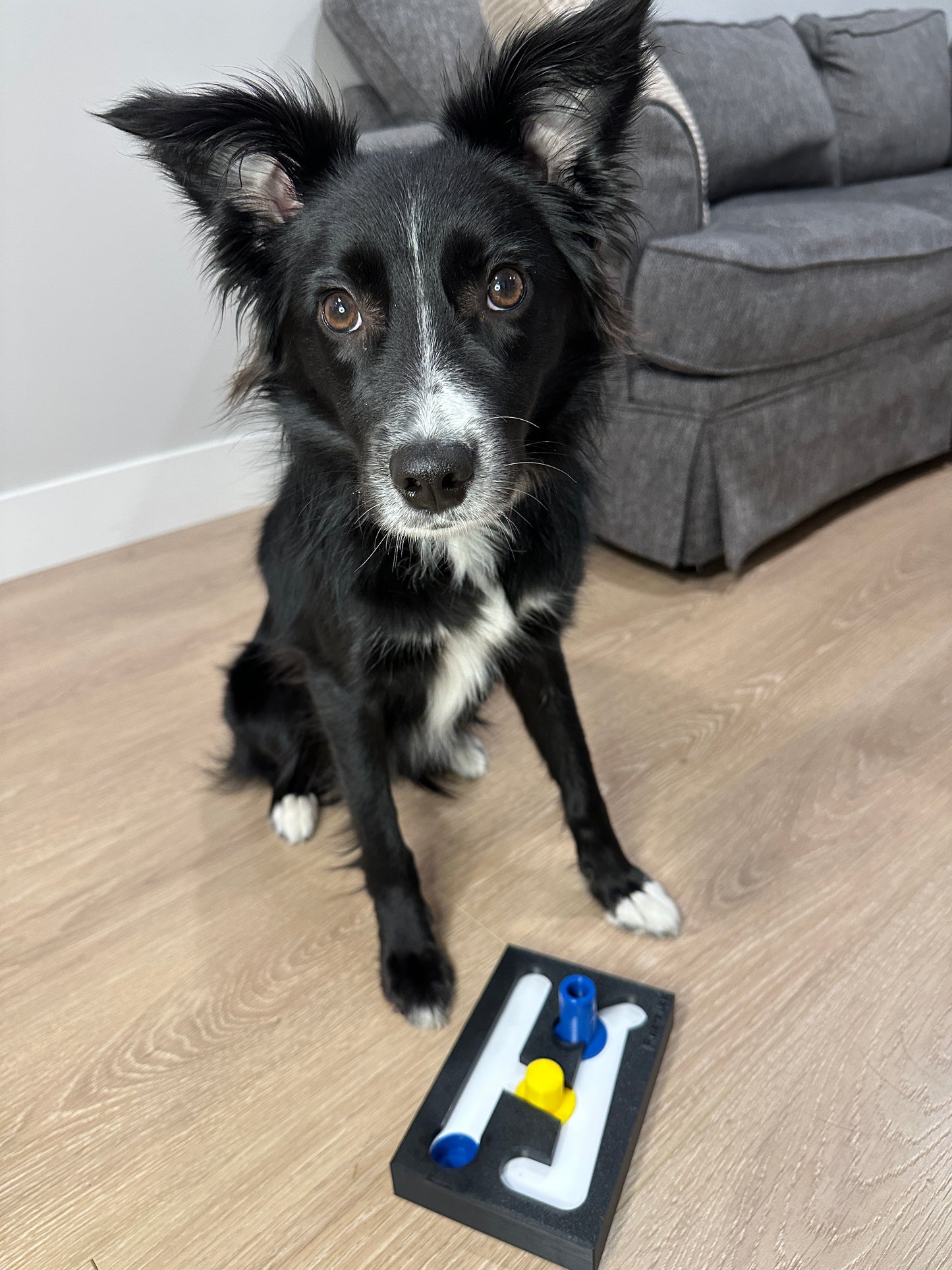 The Maze Training Kit (Levels 1 to 6) - Puzzle Toy for Dogs