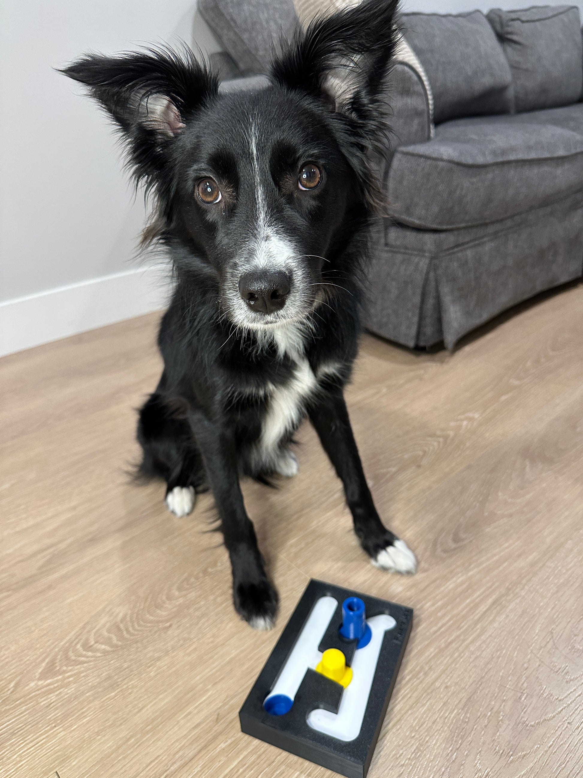The benefits of mental stimulation and puzzle toys for your dog – Piperz Lab